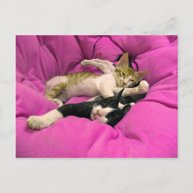 Chill Bill - Relax Max - Cute cats Postcard (Front)