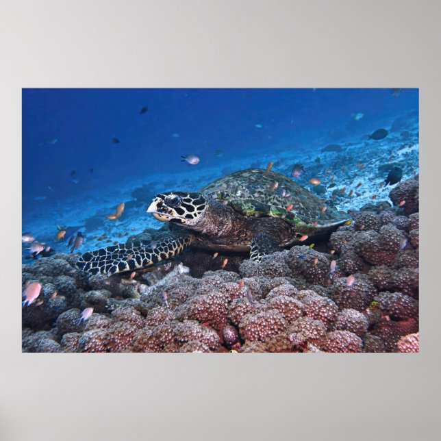 Chill Hawksbill Poster (Front)