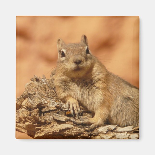 Chilled Out Ground Squirrel Magnet (Front)
