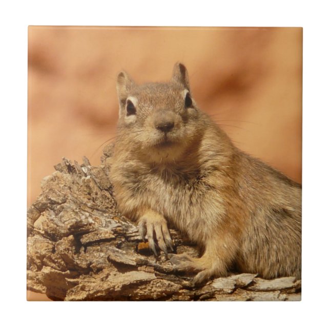 Chilled Out Ground Squirrel Tile (Front)