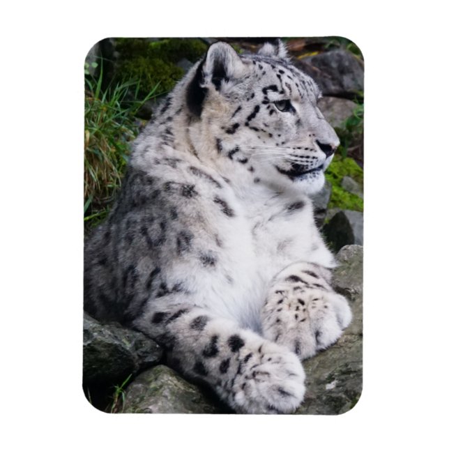Chilled Out Snow Leopard Magnet (Vertical)
