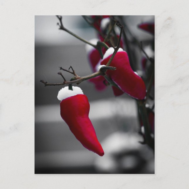 Chilli Christmas Cards (Front)