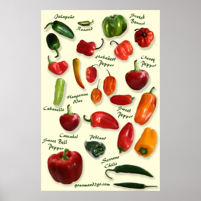 Chilli ID Poster | Zazzle.co.uk