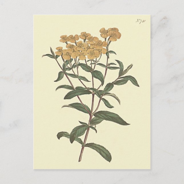 Chilli Marigold Botanical Illustration Postcard (Front)