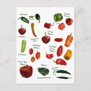 Chilli Pepper ID Postcard