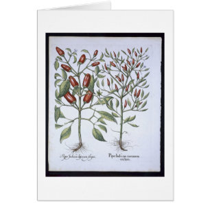 Chilli Pepper plants, from the 'Hortus Eystettensi