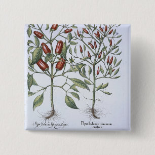 Chilli Pepper plants, from the 'Hortus Eystettensi 15 Cm Square Badge