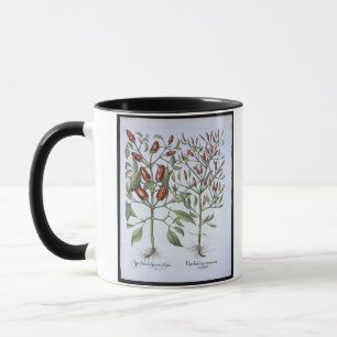 Chilli Pepper plants, from the 'Hortus Eystettensi Mug