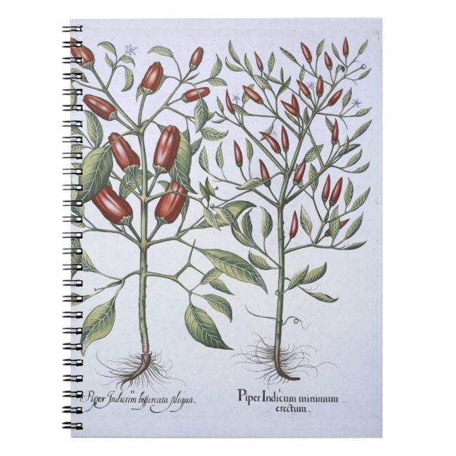 Chilli Pepper plants, from the 'Hortus Eystettensi Notebook (Front)