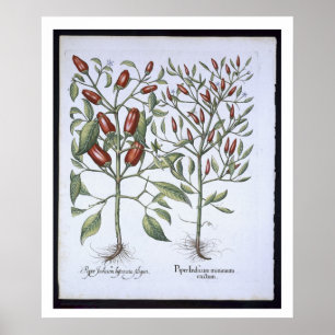 Chilli Pepper plants, from the 'Hortus Eystettensi Poster