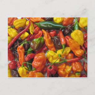 Chilli Pile Postcard