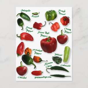 Chilli Varieties Postcard