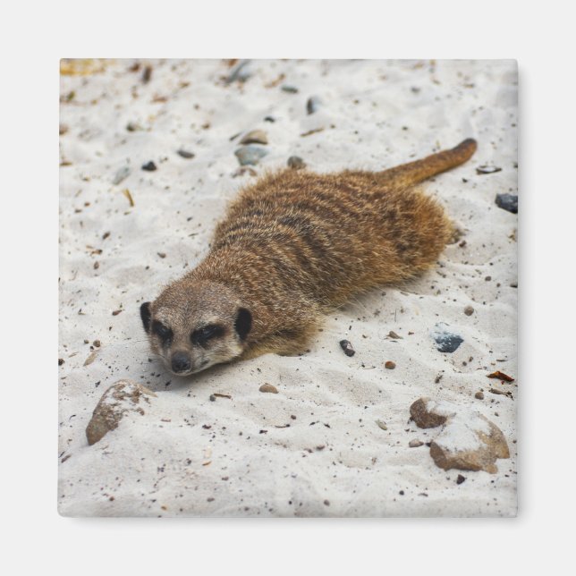 Chillin' Meerkat Magnet (Front)