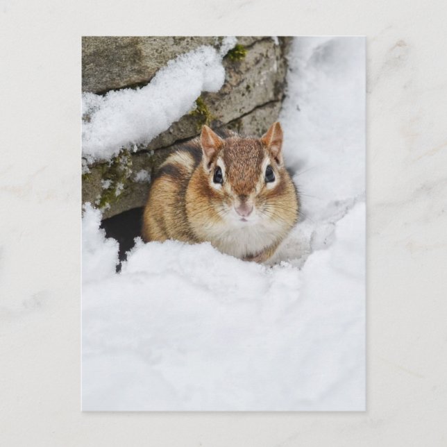 Chilly Little Chipmunk in the Snow Postcard (Front)