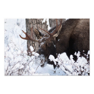 Chilly Moose Photo Print