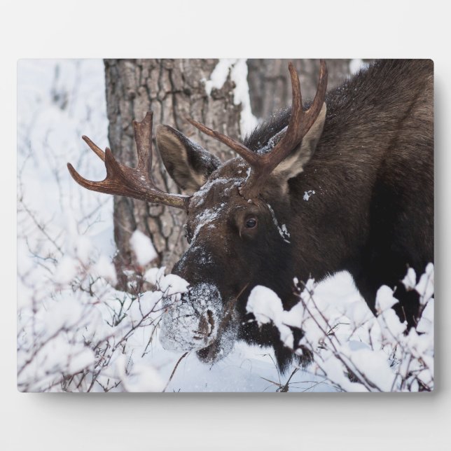 Chilly Moose Plaque (Front)
