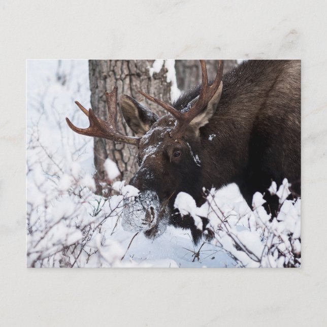 Chilly Moose Postcard (Front)