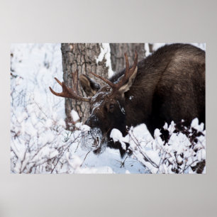 Chilly Moose Poster