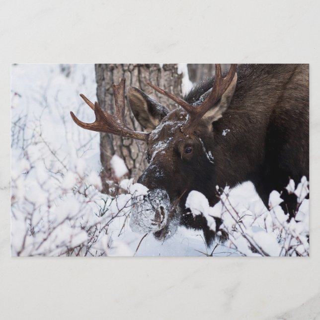 Chilly Moose Stationery (Front)