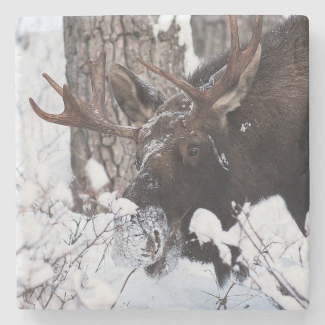 Chilly Moose Stone Coaster (Front)