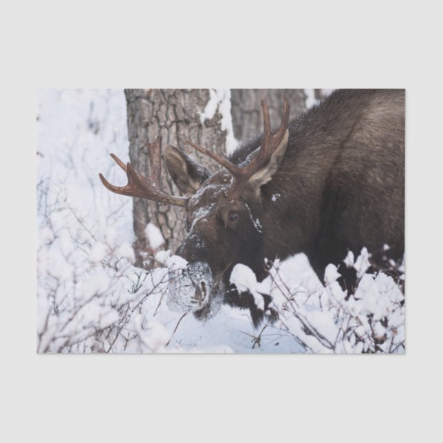 Chilly Moose Tissue Paper (Front)