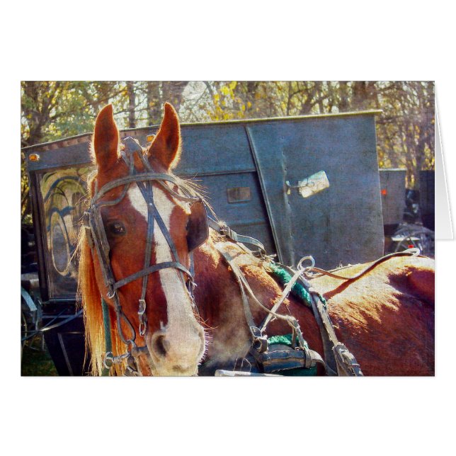Chilly Morning Amish Horse (Front Horizontal)