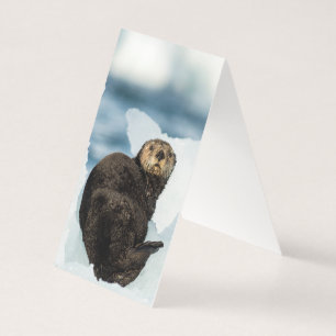 Chilly Sea Otter