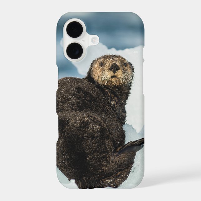 Chilly Sea Otter (Back)