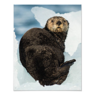 Chilly Sea Otter Photo Print