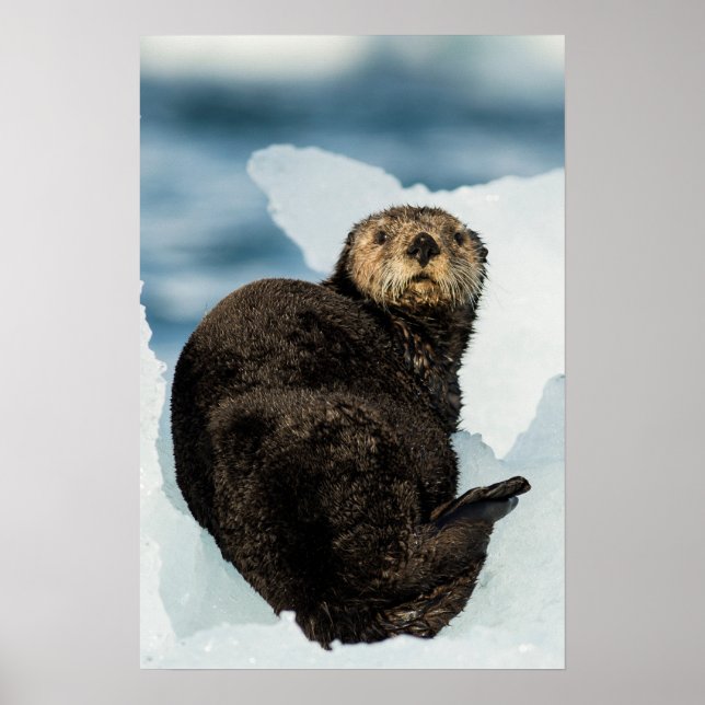 Chilly Sea Otter Poster (Front)