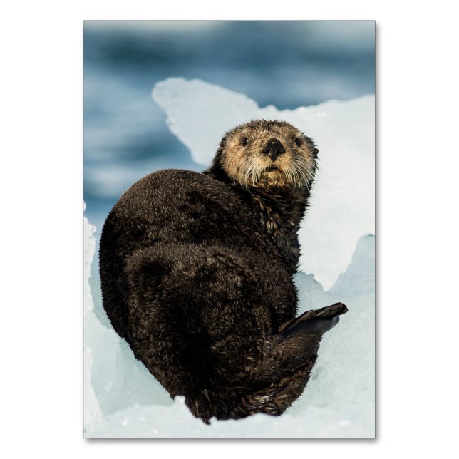 Chilly Sea Otter Table Number (Front)