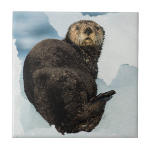 Chilly Sea Otter Tile