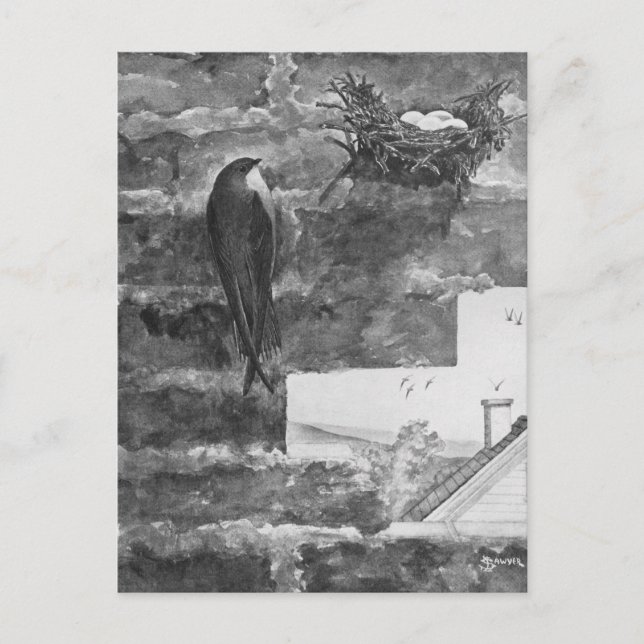 Chimney Swift and Nest Postcard (Front)