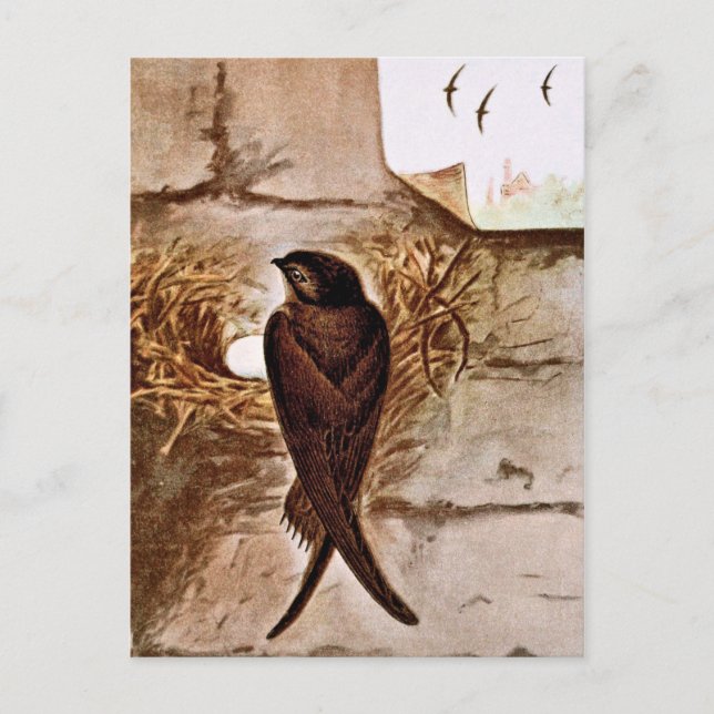 Chimney Swift Postcard (Front)