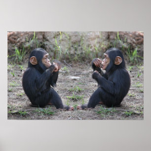 Chimp Chimp Poster
