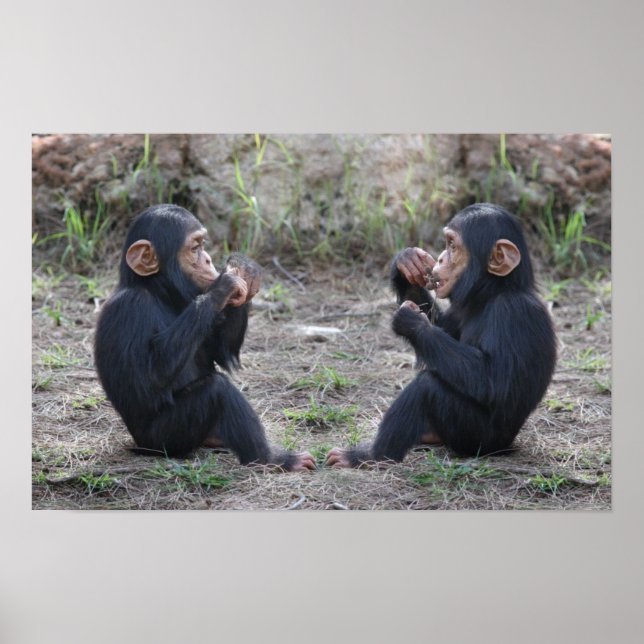 Chimp Chimp Poster (Front)