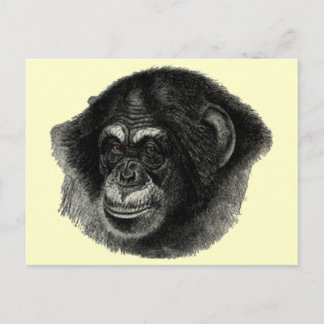 Chimp plain postcard