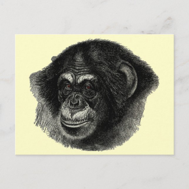 Chimp plain postcard (Front)