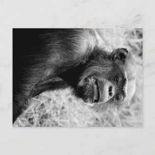 chimp postcard