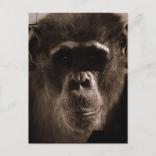 Chimp Postcard