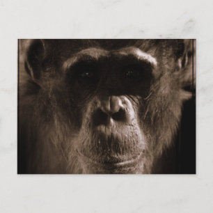 Chimp Postcard