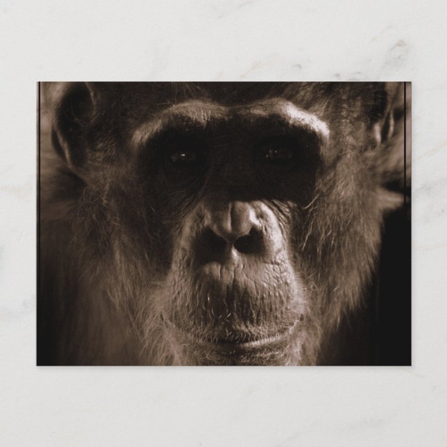 Chimp Postcard (Front)