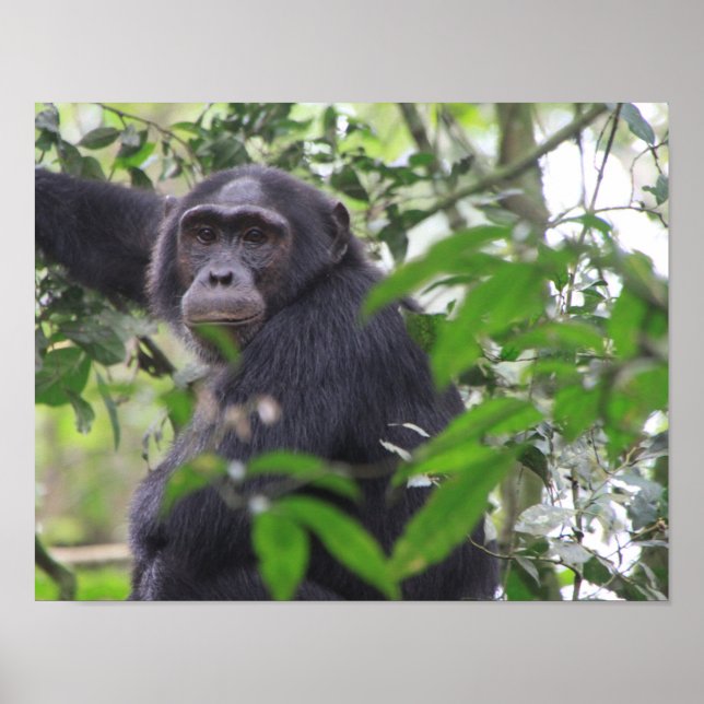 Chimp Poster (Front)