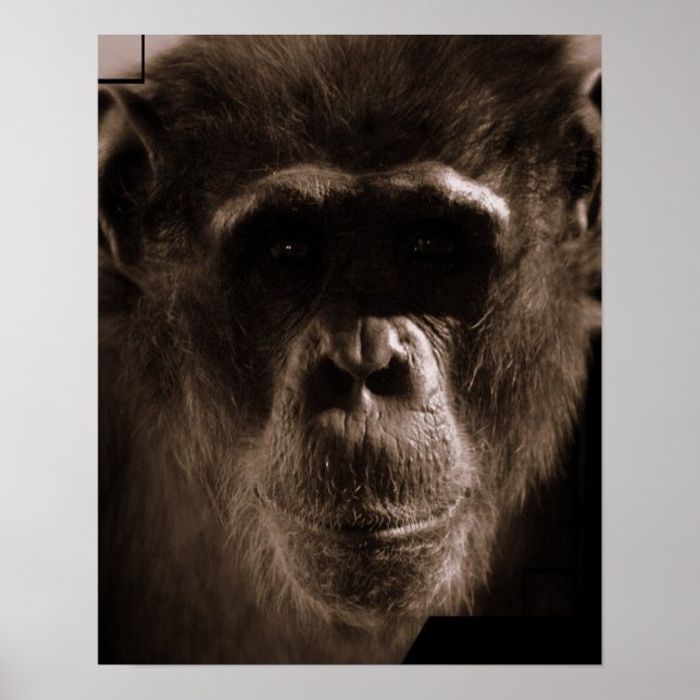 Chimp Poster Print (Front)
