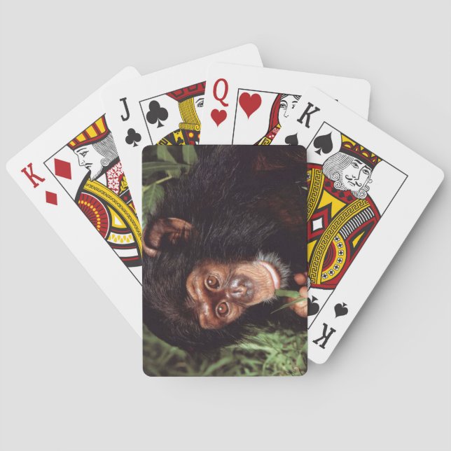 Chimpansee Playing Cards (Back)