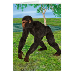 Chimpanzee