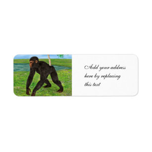 Chimpanzee