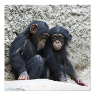 Chimpanzee002 Photo Print