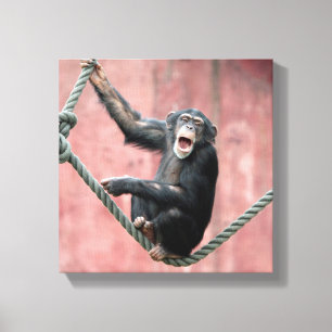 Chimpanzee 001 canvas print