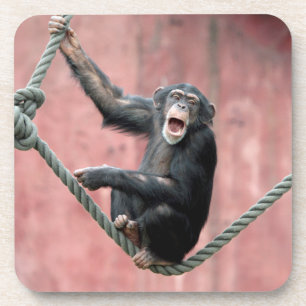 Chimpanzee 001 coaster